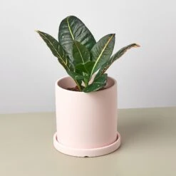 Matte Finish Cylinder Planter With Saucer -Plant house mattepotpink detail