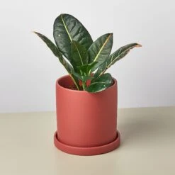 Matte Finish Cylinder Planter With Saucer -Plant house mattepotrust detail