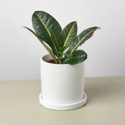 Matte Finish Cylinder Planter With Saucer -Plant house mattepotwhite detail